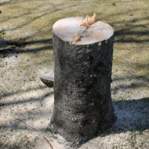 Tree stump removal